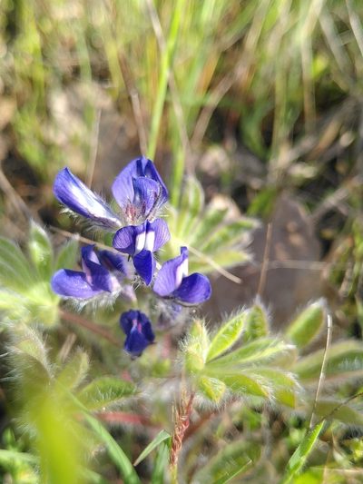 Lupinus gussoneanus, photographed by Yves Bas