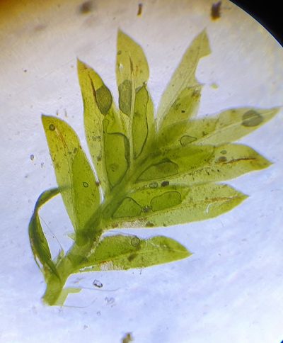 Fissidens crassipes, photographed by Jonathan Hughes