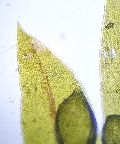 Fissidens crassipes, photographed by Jonathan Hughes
