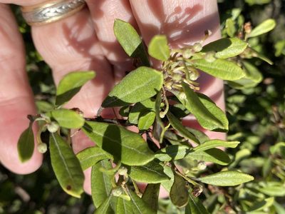 Lyonia ferruginea, photographed by Alan Weakley