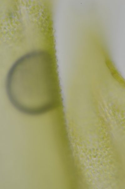 Claopodium whippleanum, photographed by Randal
