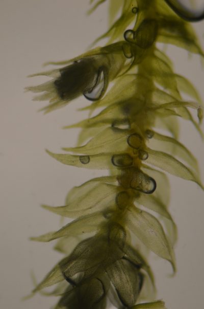 Claopodium whippleanum, photographed by Randal