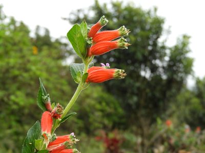 Cuphea schumannii, photographed by Leticia Jiménez Hernández