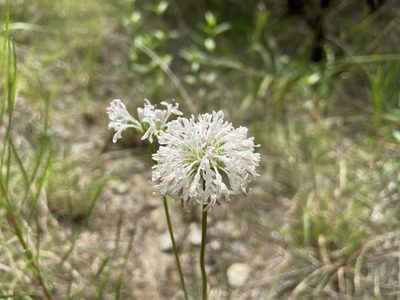 Marshallia caespitosa, photographed by Reid Hardin