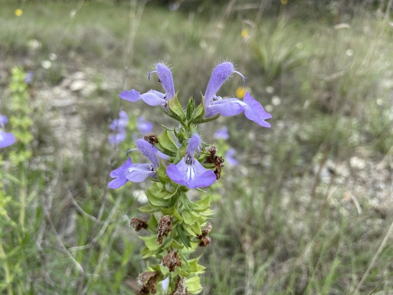 Salvia engelmannii, photographed by Reid Hardin