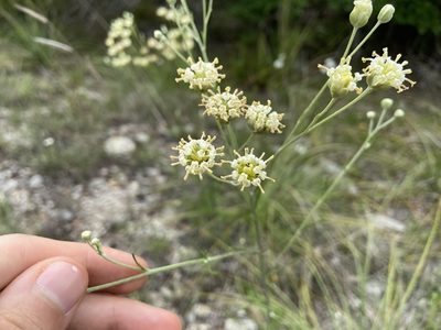 Hymenopappus scabiosaeus, photographed by Reid Hardin