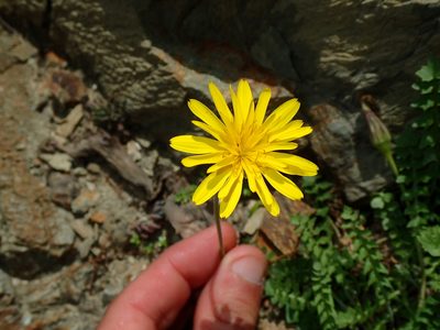 Hyoseris radiata, photographed by Julien Renoult