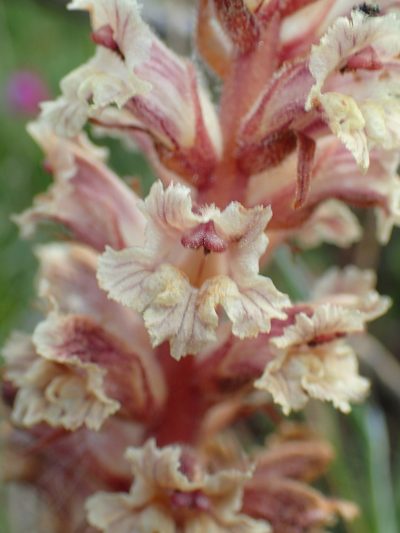 Orobanche litorea, photographed by Julien Renoult