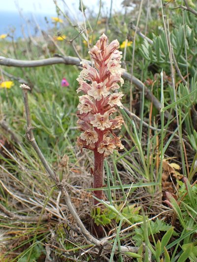 Orobanche litorea, photographed by Julien Renoult
