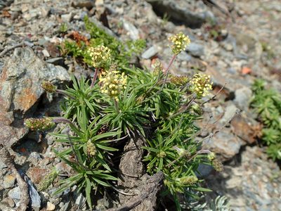Plantago subulata, photographed by Julien Renoult