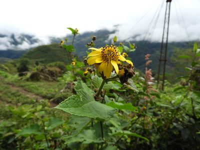 Tithonia longiradiata, photographed by Leticia Jiménez Hernández