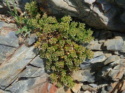 Polycarpon polycarpoides, photographed by Julien Renoult