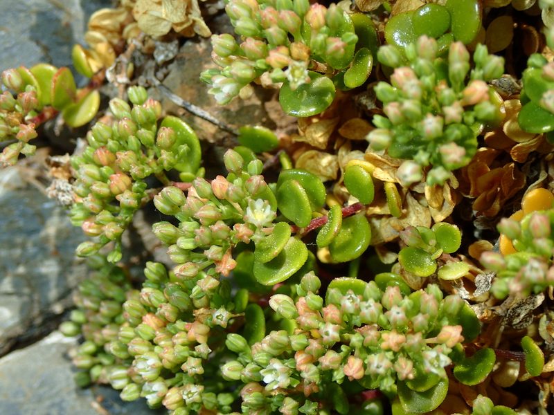 Polycarpon polycarpoides, photographed by Julien Renoult