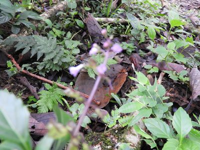 Ocimum carnosum, photographed by Leticia Jiménez Hernández