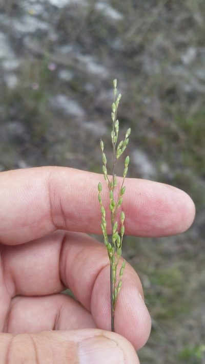 Dichanthelium pinetorum, photographed by Jay Horn