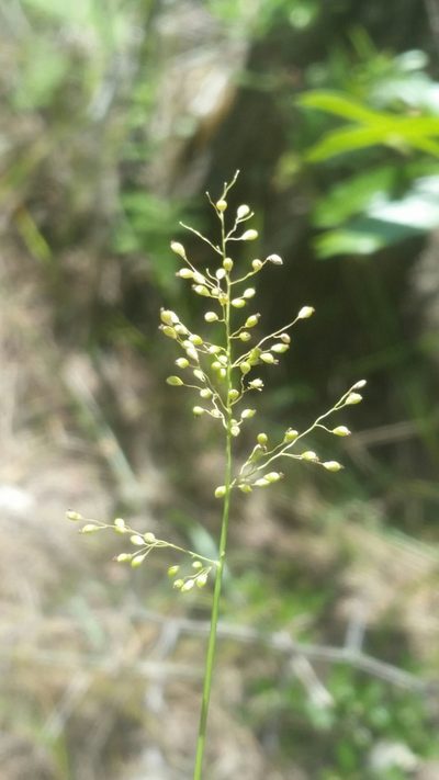 Dichanthelium caerulescens, photographed by Jay Horn