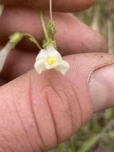 Penstemon oklahomensis, photographed by David Matthew