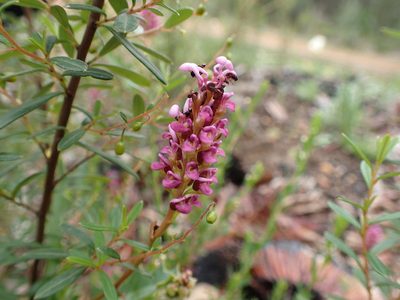 Grevillea quercifolia, photographed by botanygirl