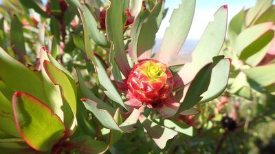 Leucadendron pubibracteolatum, photographed by AdventureLisa