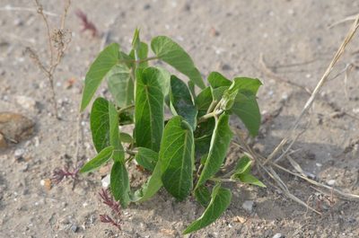 Cynanchum chinense, photographed by Zinogre