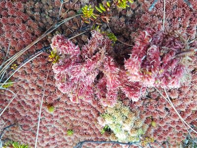 Sphagnum capillifolium, photographed by Thor-Rune Hansen