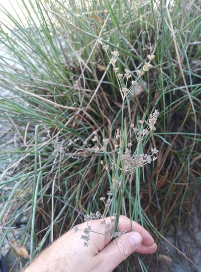 Juncus microcephalus, photographed by Joe Potter Butler