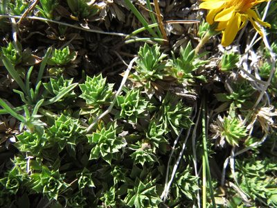 Haplopappus anthylloides, photographed by Nicolás Lavandero