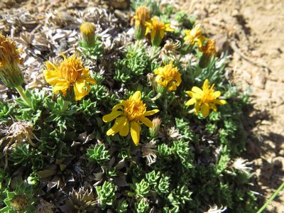 Haplopappus anthylloides, photographed by Nicolás Lavandero