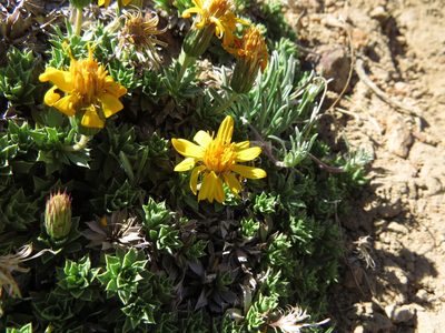 Haplopappus anthylloides, photographed by Nicolás Lavandero