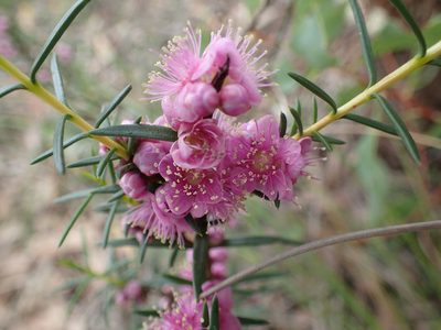 Hypocalymma robustum, photographed by botanygirl