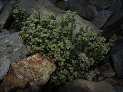 Trichogalium eriocarpum, photographed by Nicolás Lavandero