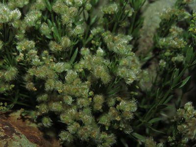 Trichogalium eriocarpum, photographed by Nicolás Lavandero