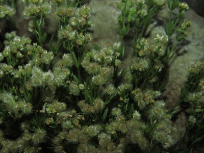 Trichogalium eriocarpum, photographed by Nicolás Lavandero