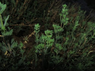Balbisia gracilis, photographed by Nicolás Lavandero