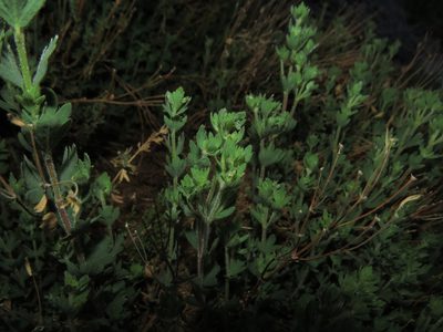 Balbisia gracilis, photographed by Nicolás Lavandero