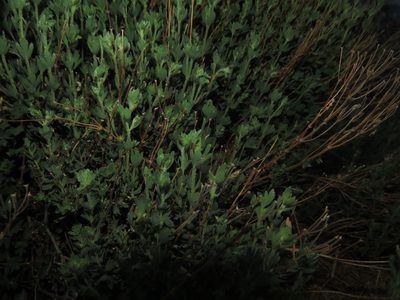 Balbisia gracilis, photographed by Nicolás Lavandero