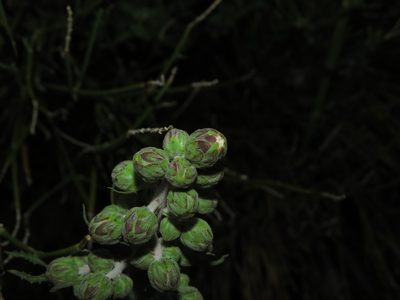 Leucheria floribunda, photographed by Nicolás Lavandero