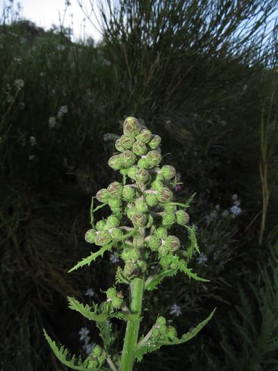 Leucheria floribunda, photographed by Nicolás Lavandero
