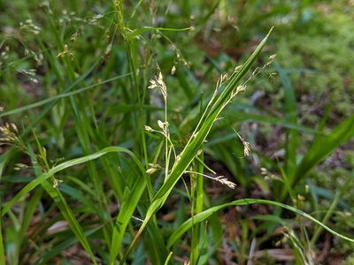 Luzula parviflora, photographed by John A Haskins