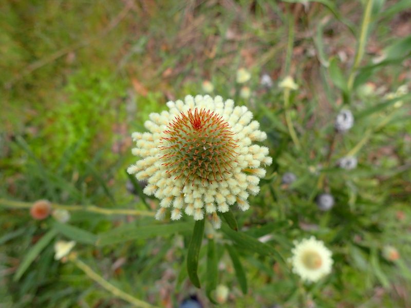 Isopogon sphaerocephalus, photographed by botanygirl