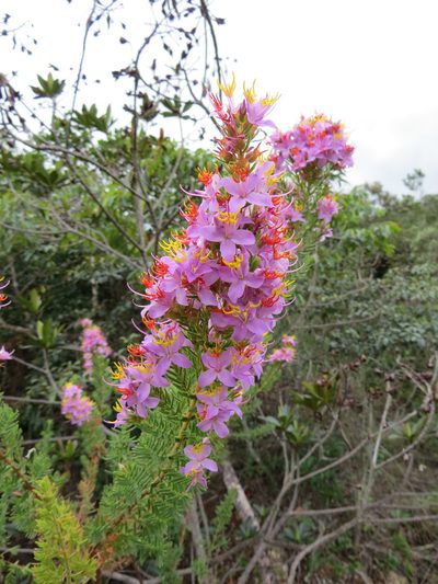 Marcetia taxifolia, photographed by Victor Farjalla Pontes