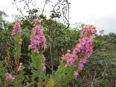 Marcetia taxifolia, photographed by Victor Farjalla Pontes