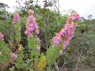 Marcetia taxifolia, photographed by Victor Farjalla Pontes
