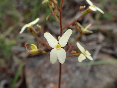 Stylidium hispidum, photographed by botanygirl