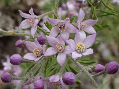 Philotheca spicata, photographed by botanygirl