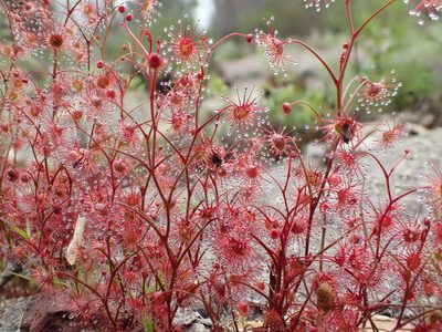 Drosera menziesii, photographed by botanygirl