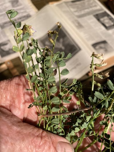 Astragalus obcordatus, photographed by Alan Weakley