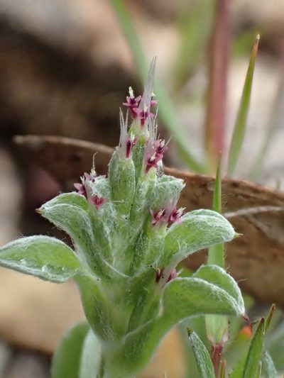 Quinetia urvillei, photographed by botanygirl