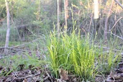 Carex woodii, photographed by Quinten Wiegersma