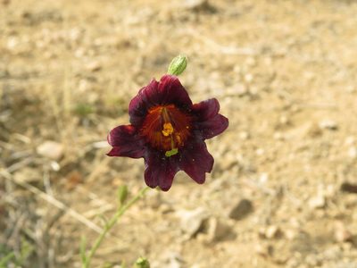Salpiglossis sinuata, photographed by Nicolás Lavandero
